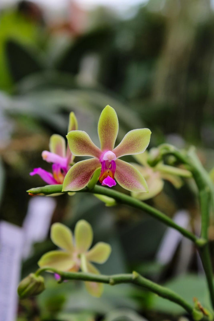 Phalaenopsis honghenensis x violacea