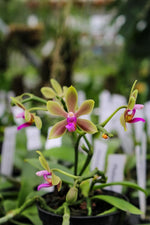 Load image into Gallery viewer, Phalaenopsis honghenensis x violacea