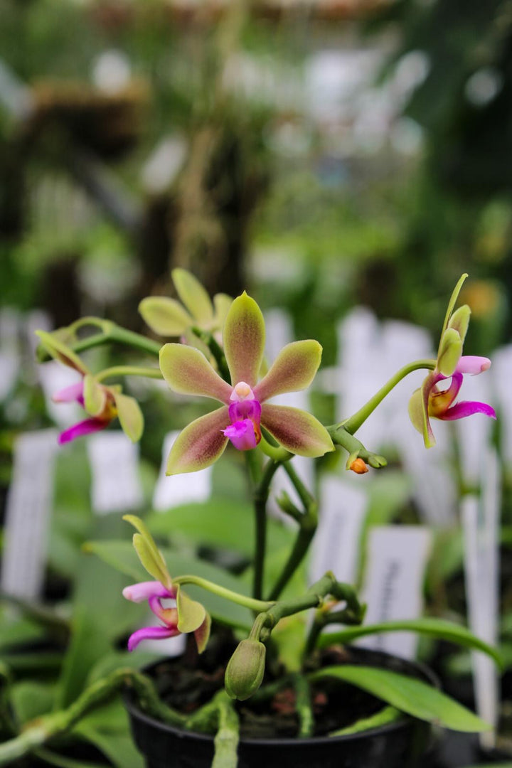 Phalaenopsis honghenensis x violacea