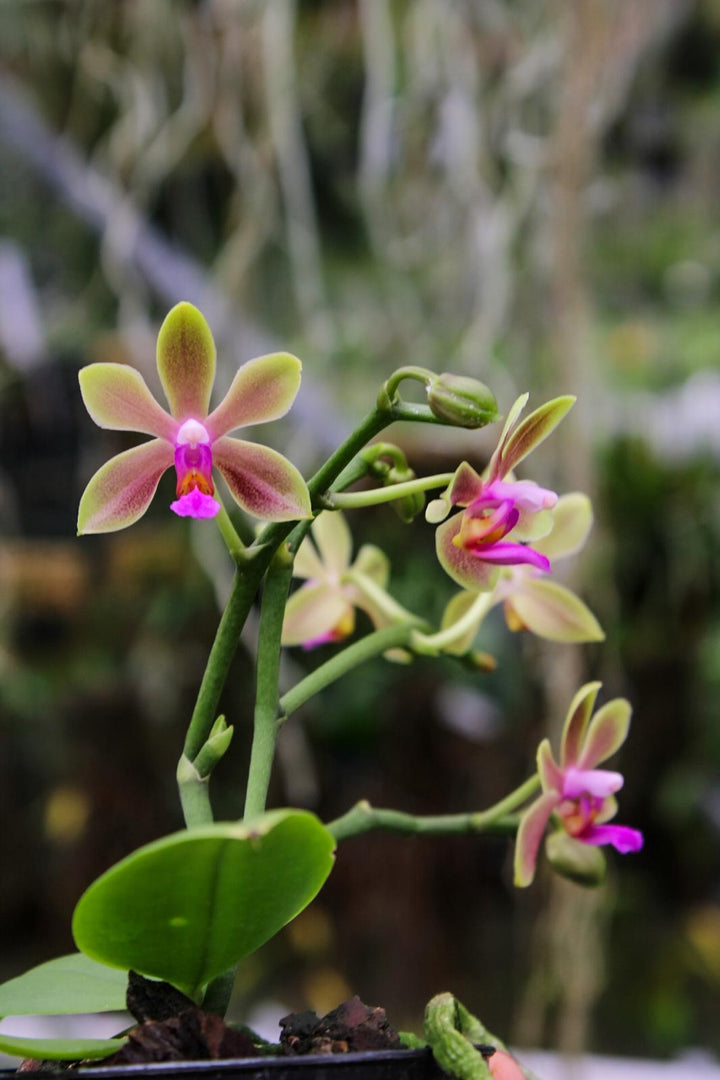 Phalaenopsis honghenensis x violacea