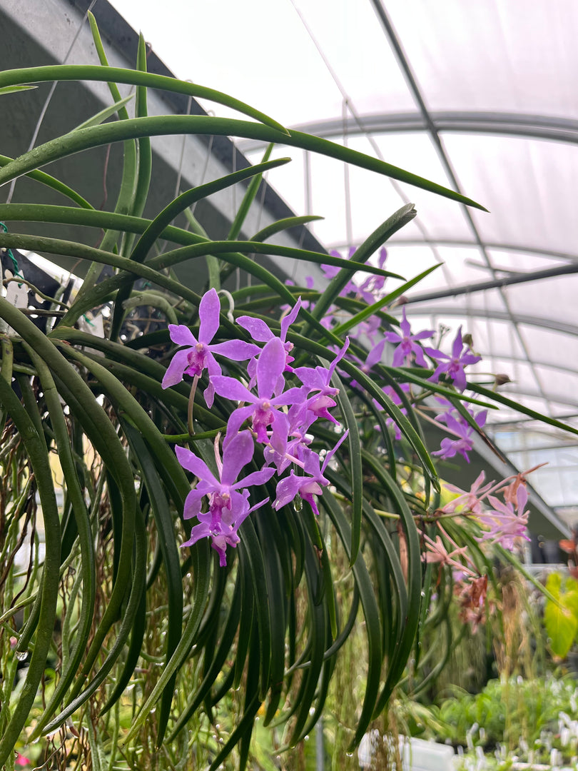 Darwinara Charm 'Blue star' x Paraphalaenopsis laycockii