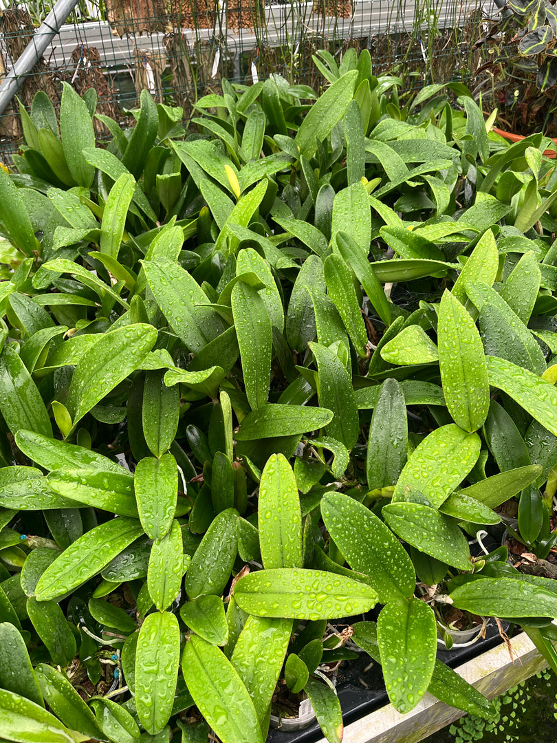 Cattleya quadricolor var. coerulea x C. schilleriana var. coerulea