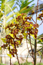 Load image into Gallery viewer, Trichocentrum Kuquat (Trichocentrum splendidum × Trichocentrum Haematochilum)