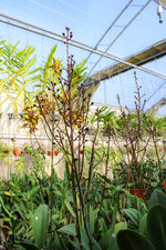 Load image into Gallery viewer, Trichocentrum Kuquat (Trichocentrum splendidum × Trichocentrum Haematochilum)