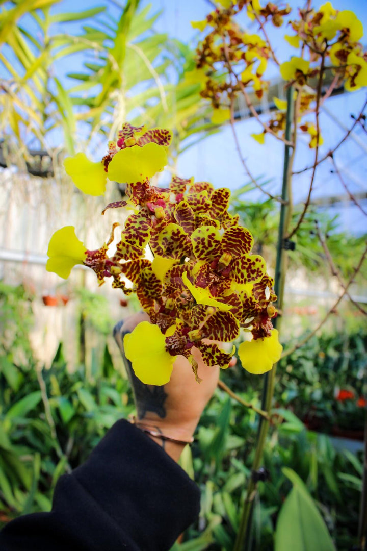 Trichocentrum Kuquat (Trichocentrum splendidum × Trichocentrum Haematochilum)