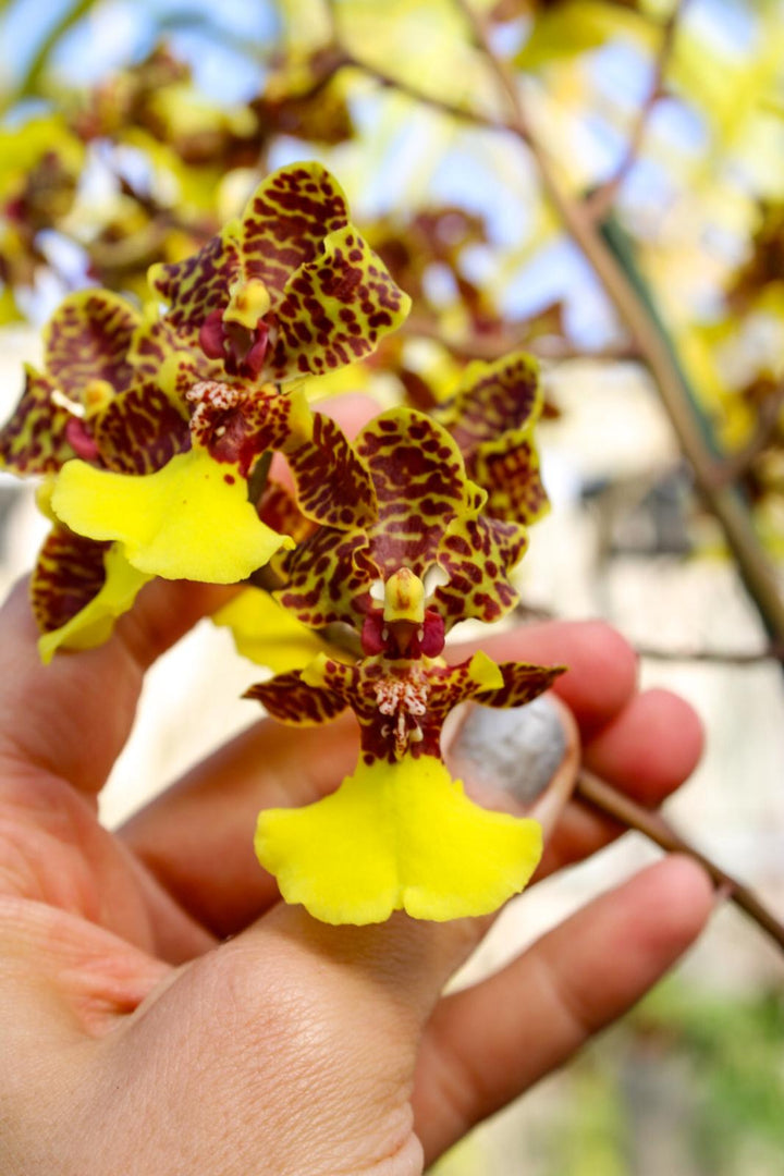Trichocentrum Kuquat (Trichocentrum splendidum × Trichocentrum Haematochilum)