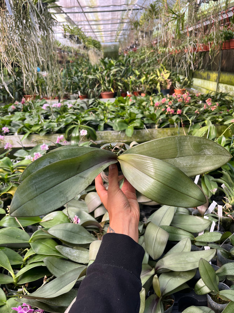Phalaenopsis Bronze Maiden (schilleriana x mannii 'Black' )