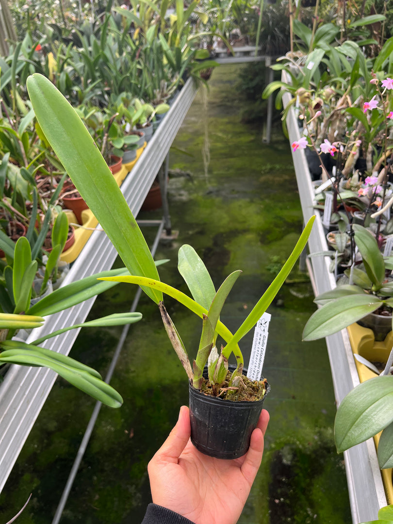 Cattleya trianaei var. concolor