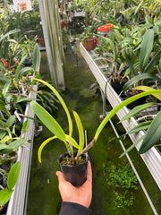 Cattleya trianaei f. albescens