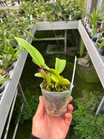 Carga la imagen en el visor de la Galería, Cattleya trianaei f. coerulea