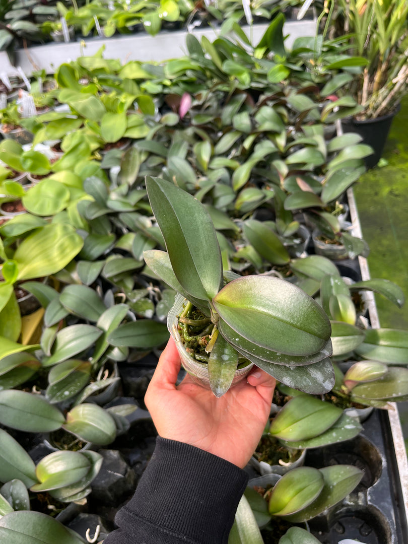 Phalaenopsis Buddha's Treasure