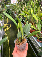 Cattleya lawrenceana