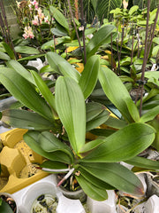Phalaenopsis ibrida colore mix