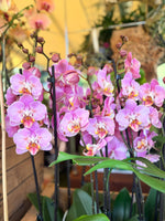 Carga la imagen en el visor de la Galería, Phalaenopsis Cadillac Butterfly - Pelórica