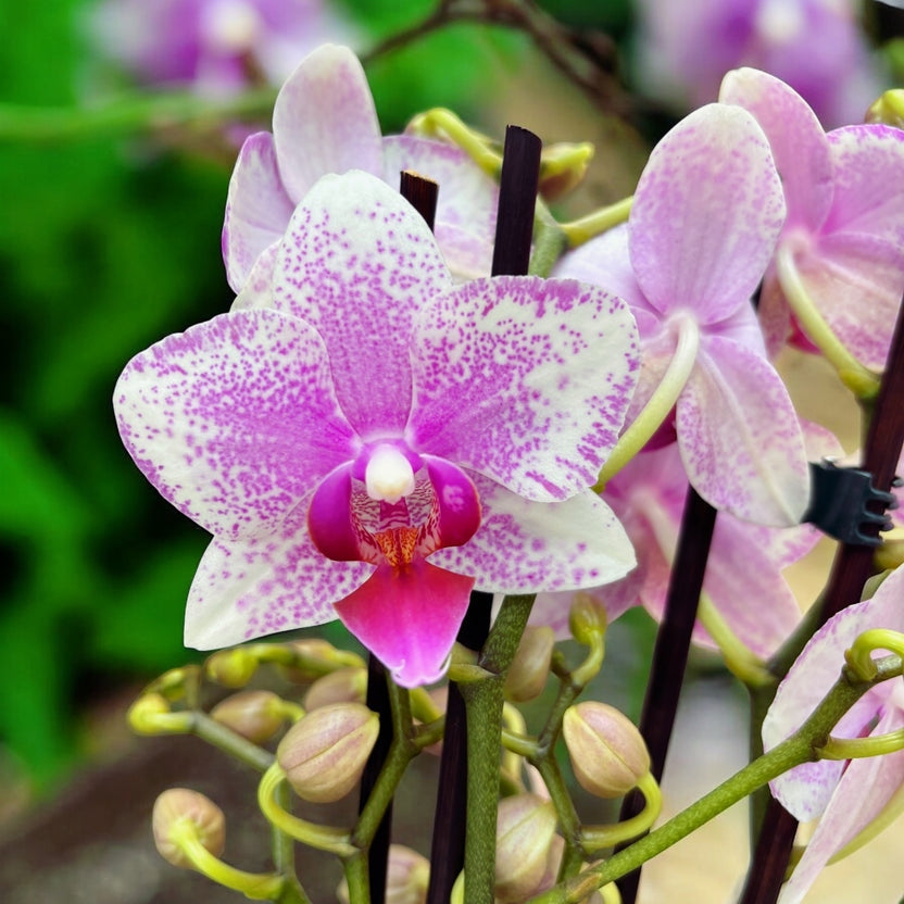 Phalaenopsis Rotterdam