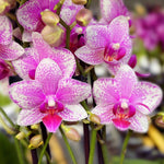 Carica l'immagine nel visualizzatore Galleria, Phalaenopsis Rotterdam