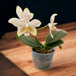 Carica l'immagine nel visualizzatore Galleria, Phalaenopsis Tetra Star '3283' (Phalaenopsis stuartiana x Phalaenopsis tetraspis)