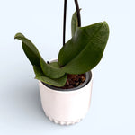 Load image into Gallery viewer, Phalaenopsis Hanni Dark Pink