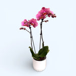 Load image into Gallery viewer, Phalaenopsis Hanni Dark Pink