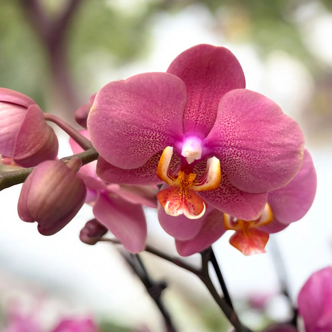 Phalaenopsis Hanni Dark Pink