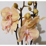 Carica l'immagine nel visualizzatore Galleria, Phalaenopsis Karen - Big Lip