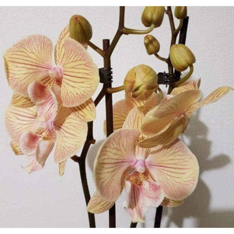 Phalaenopsis Karen - Big Lip