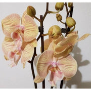 Phalaenopsis Karen - Big Lip