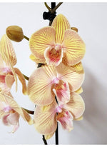 Carica l'immagine nel visualizzatore Galleria, Phalaenopsis Karen - Big Lip