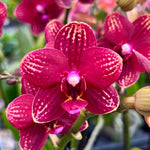 Carica l'immagine nel visualizzatore Galleria, Phalaenopsis Reyoung Miley