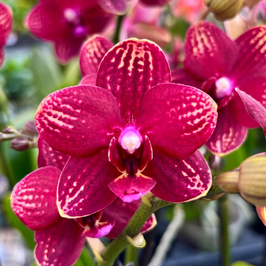 Phalaenopsis Reyoung Miley