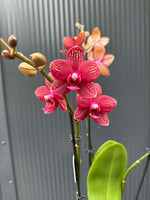 Carica l'immagine nel visualizzatore Galleria, Phalaenopsis Reyoung Miley
