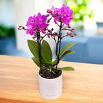 Load image into Gallery viewer, Phalaenopsis Cassiopeia