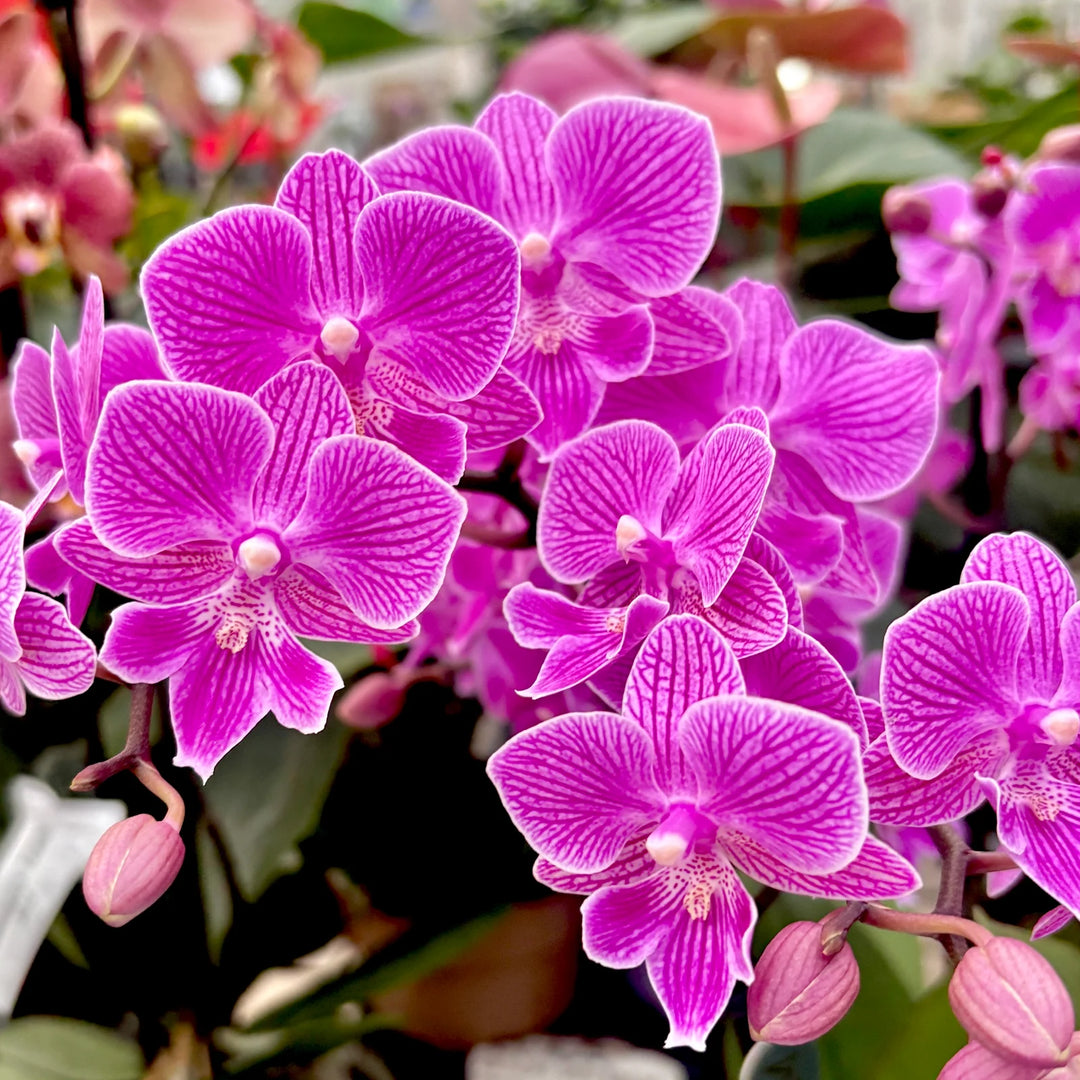 Phalaenopsis Cassiopeia