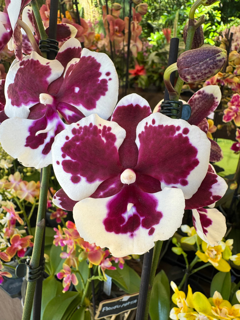 Phalaenopsis King Car Clown