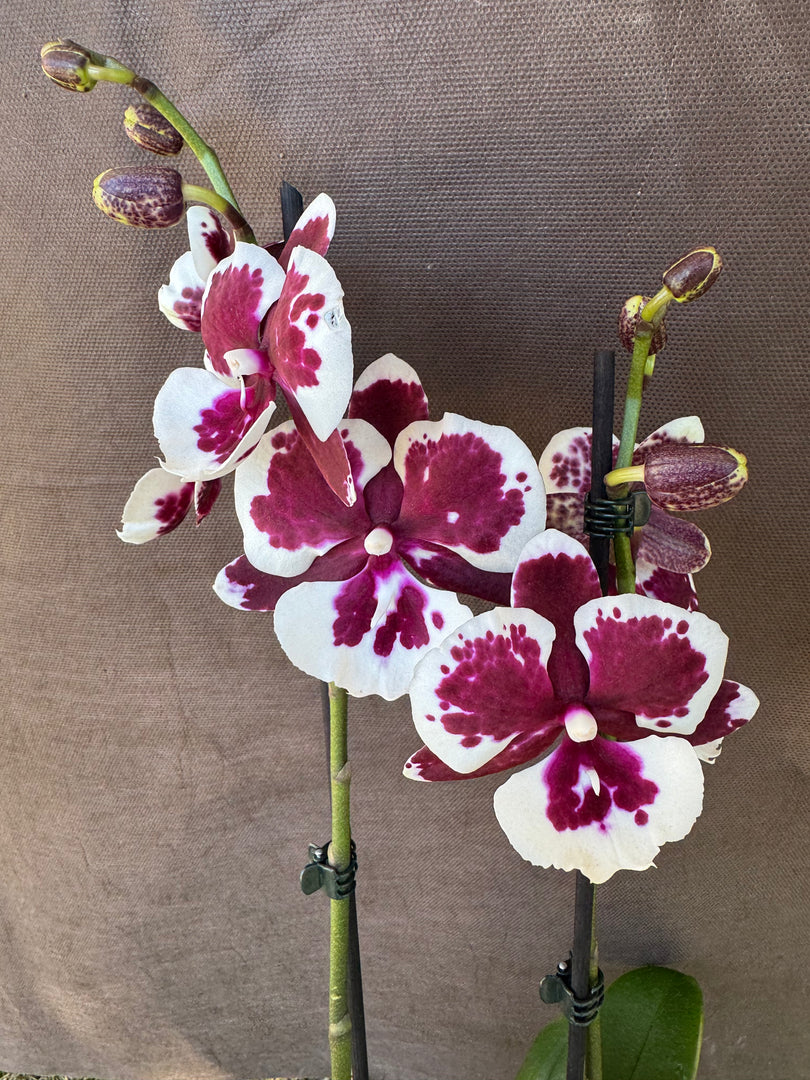 Phalaenopsis King Car Clown