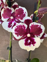 Carica l'immagine nel visualizzatore Galleria, Phalaenopsis King Car Clown