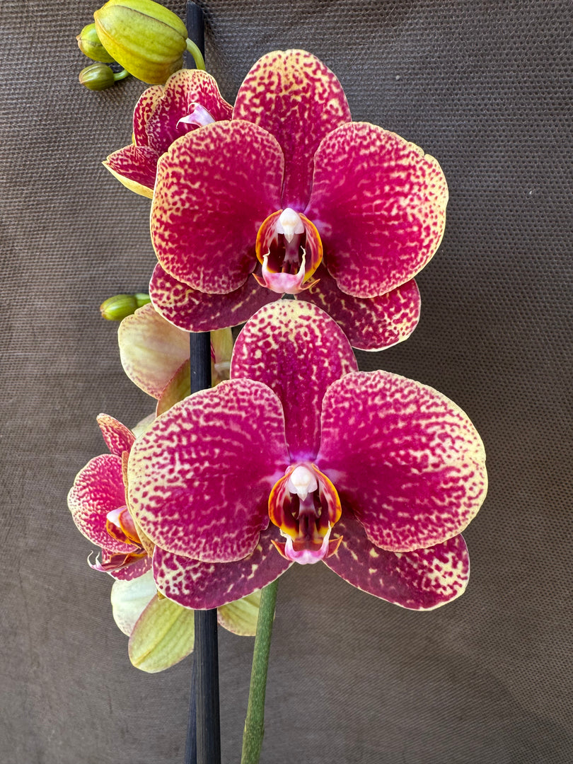 Phalaenopsis I-Hsin Picture