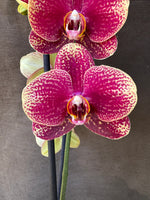 Carica l'immagine nel visualizzatore Galleria, Phalaenopsis I-Hsin Picture