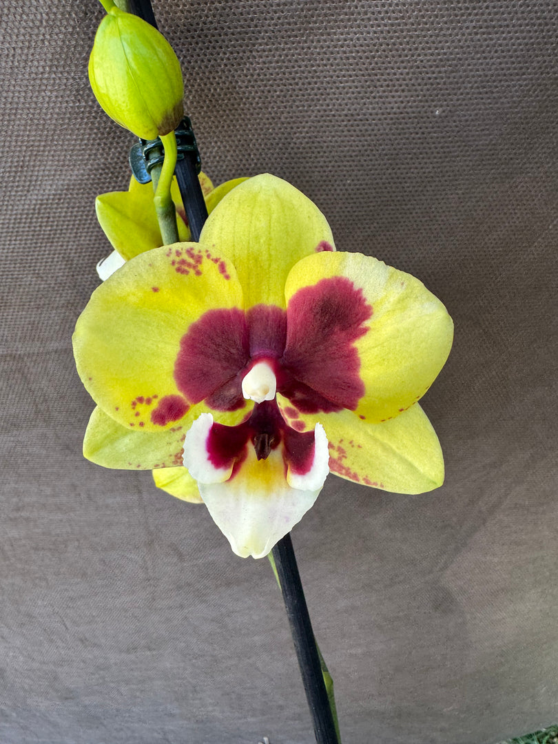 Phalaenopsis Yellow Cow - Big Lip