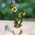 Load image into Gallery viewer, Phalaenopsis Yellow Cow - Big Lip