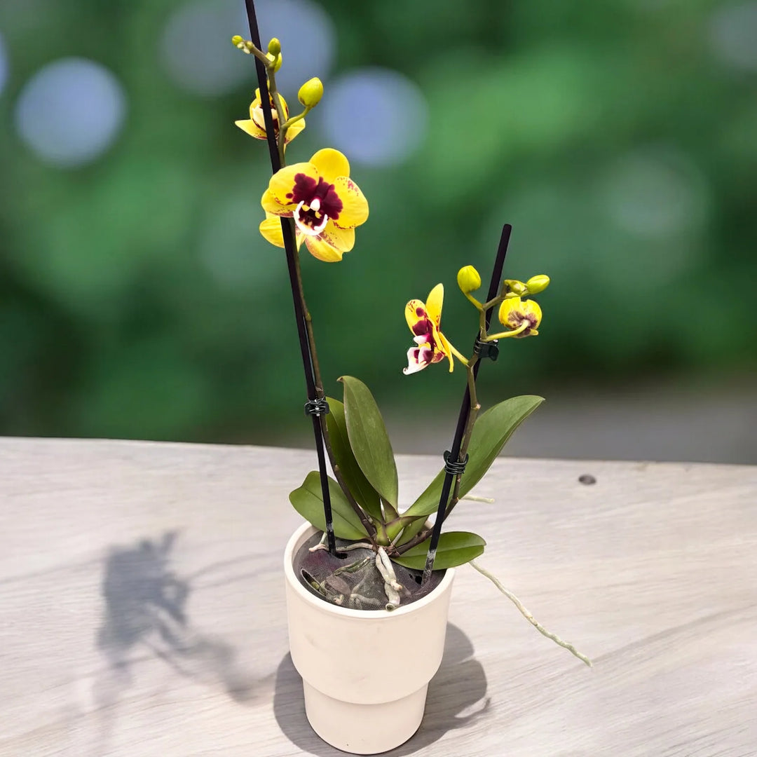 Phalaenopsis Yellow Cow - Big Lip