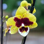 Load image into Gallery viewer, Phalaenopsis Yellow Cow - Big Lip