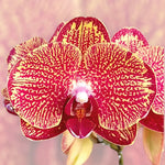 Carica l'immagine nel visualizzatore Galleria, Phalaenopsis I-Hsin Picture