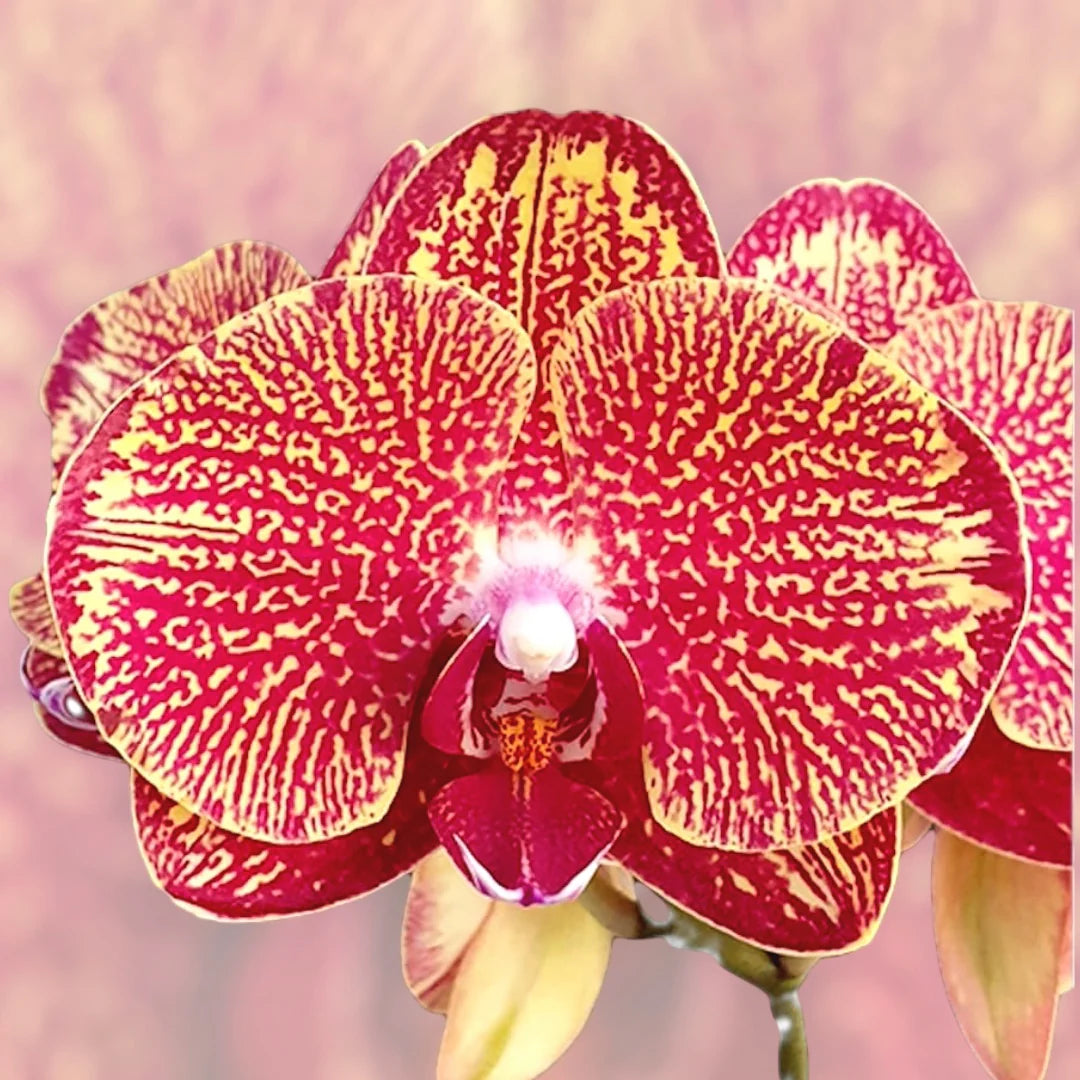 Phalaenopsis I-Hsin Picture