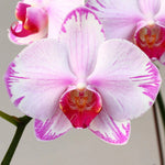 Load image into Gallery viewer, Phalaenopsis Fong Tien's Amapearl 'Cone Pearl CL913G'