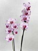 Load image into Gallery viewer, Phalaenopsis Fong Tien's Amapearl 'Cone Pearl CL913G'