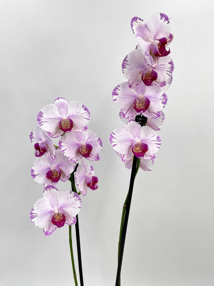 Phalaenopsis Fong Tien's Amapearl 'Cone Pearl CL913G'