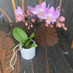 Carica l'immagine nel visualizzatore Galleria, Phalaenopsis Sogo Sakura