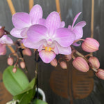 Carica l'immagine nel visualizzatore Galleria, Phalaenopsis Sogo Sakura
