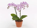 Carica l'immagine nel visualizzatore Galleria, Phalaenopsis Sogo Sakura